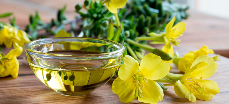 Can primrose flowers be used for medicinal purposes