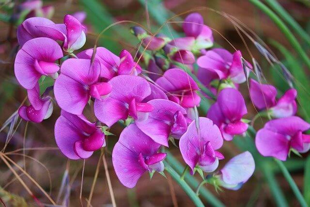 Can sweet peas be used for medicinal purposes