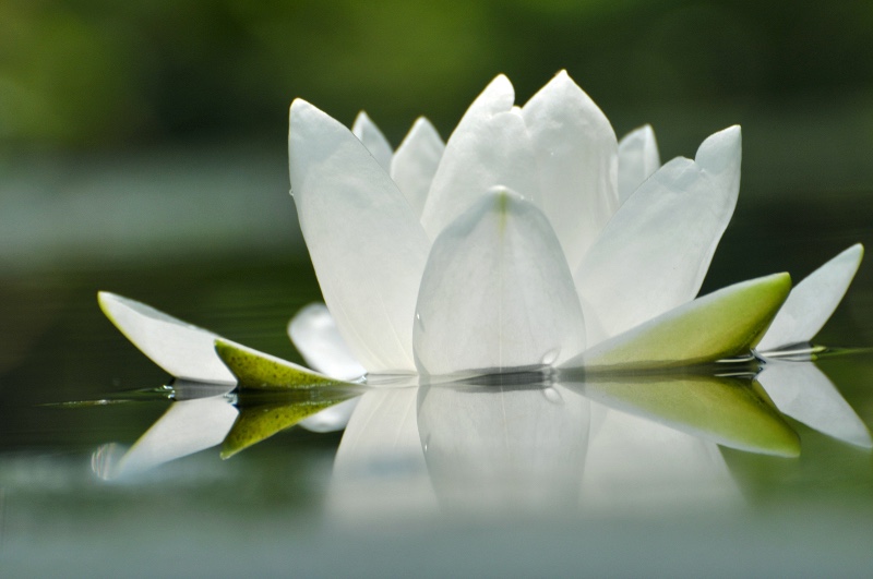 Can white lotus flowers be used for medicinal purposes