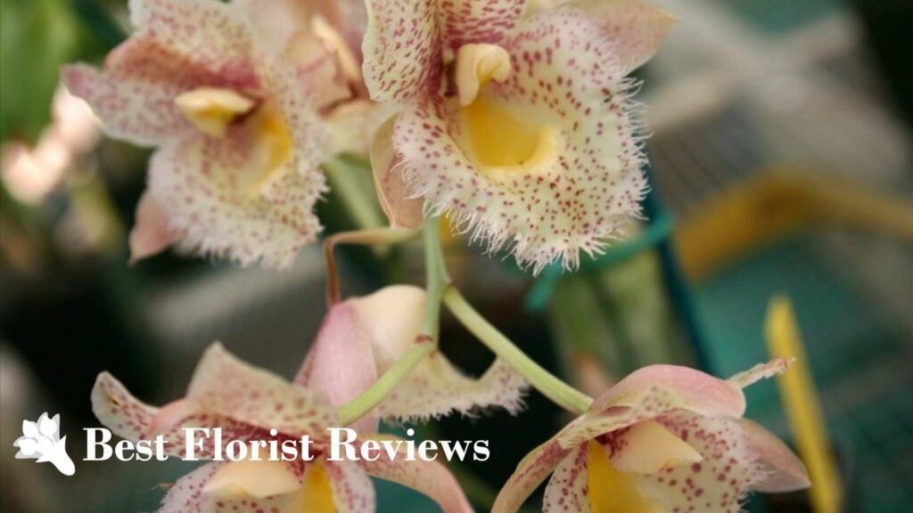 Catasetum Orchid