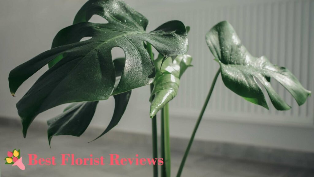 Cats vs Monstera Toxicity of Monstera to Cats