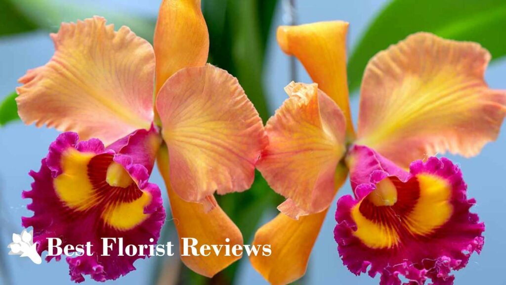 Cattleya Orchids
