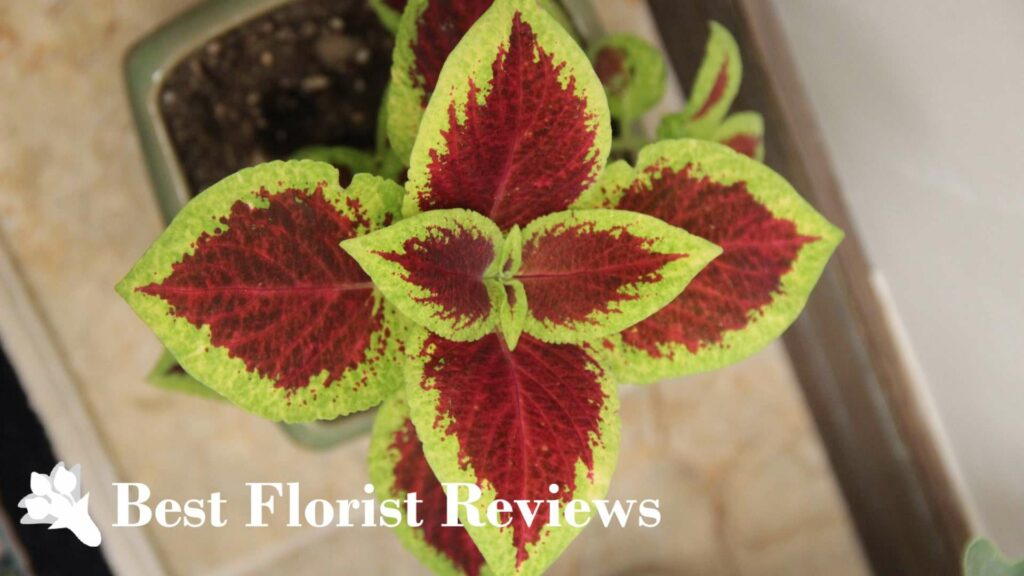 Coleus