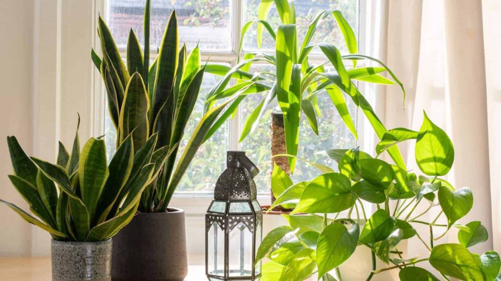 Complementary Accessories and Decor