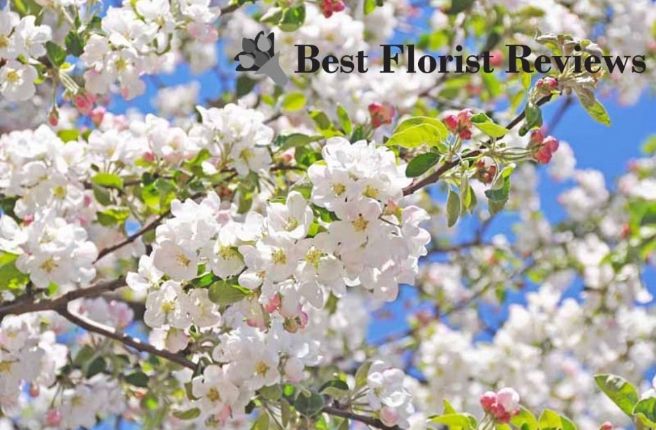 Crab Apple Blossom Tree Symbolism, Meanings, and Uses