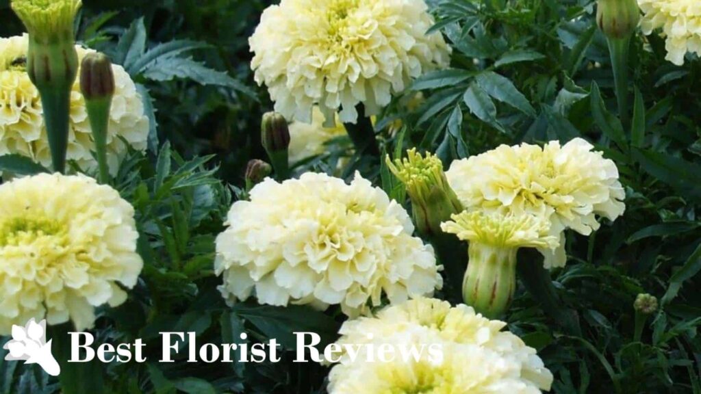 Creamy Yellow