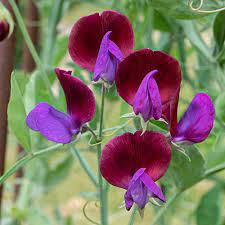Cupani Sweet Peas