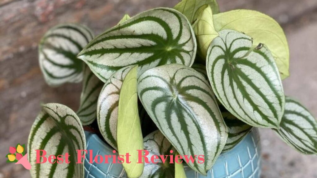 Curling Leaves