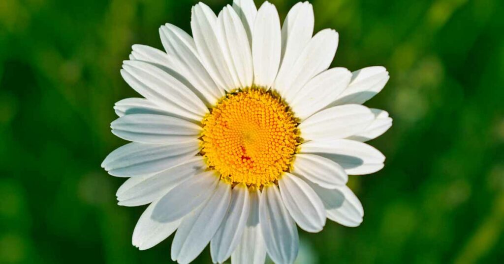 Daisies The Classic Symbol of Innocence and Purity