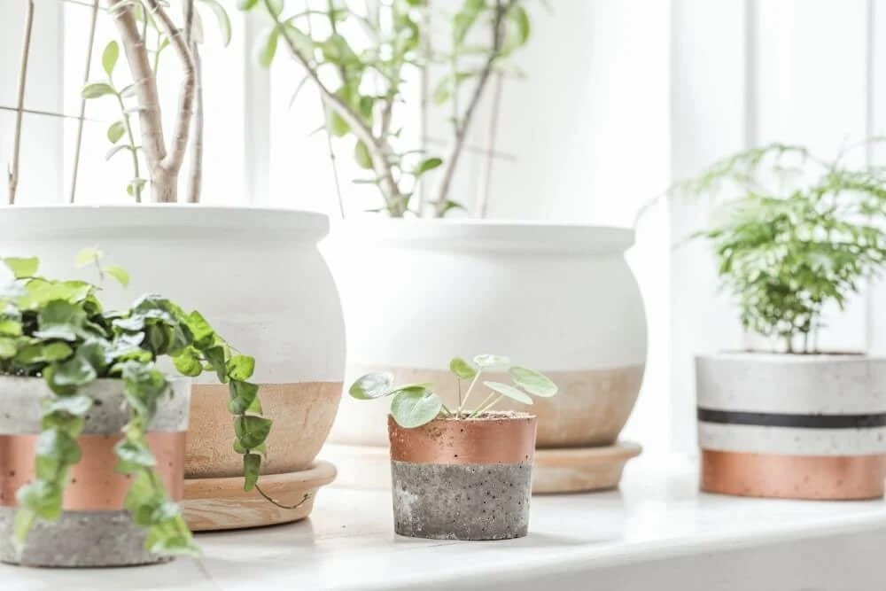 Decorative Pots and Planters