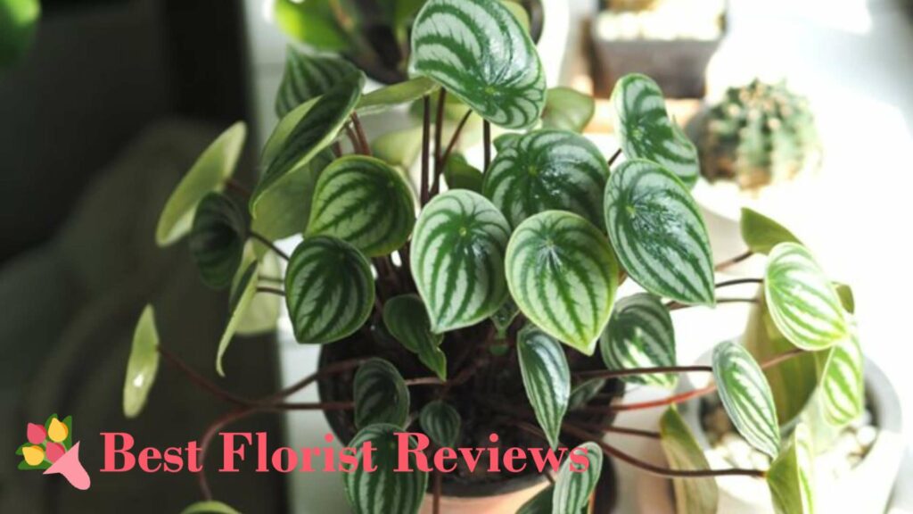 Discoloration on the Leaves