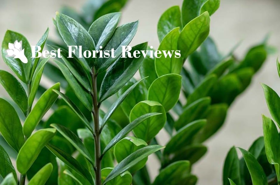 Discover the remarkable benefits of ZZ plants