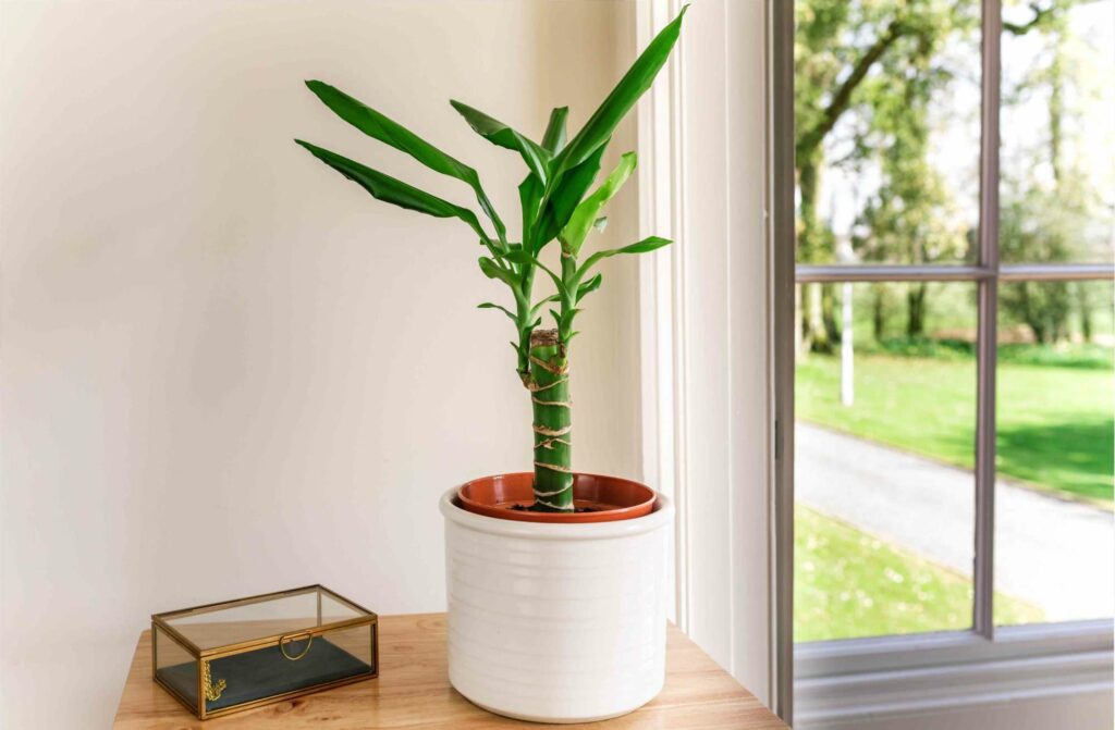Dracaena