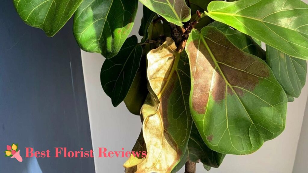 Drooping Leaves