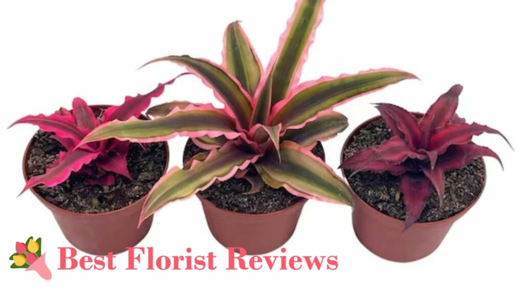 Earth Stars Bromeliads
