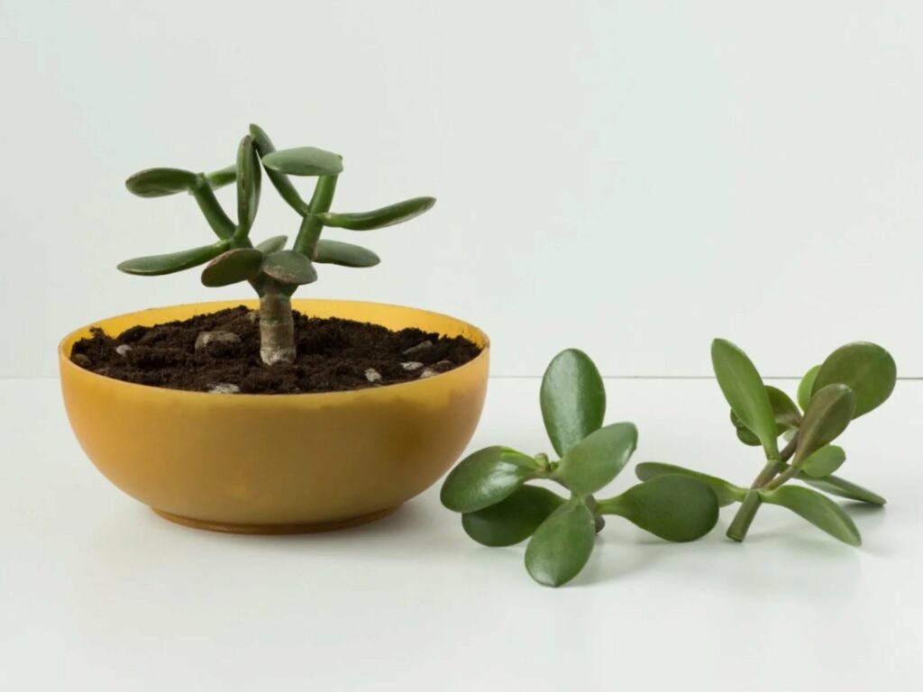Easy Propagation and Sharing