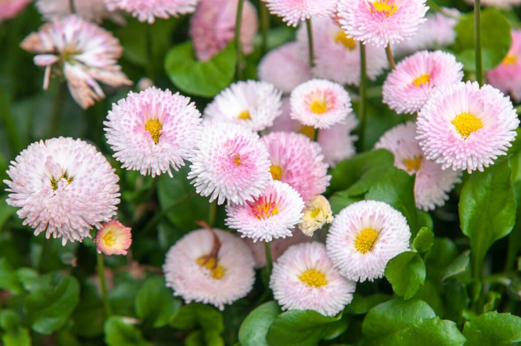English Daisies