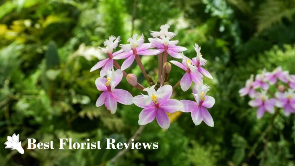 Epidendrum Orchid