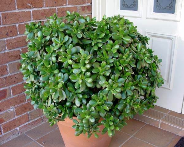 Feng Shui Symbolism
