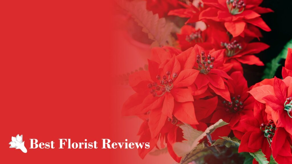 Flaming Petals 10 Red Houseplants for You and Your Friends
