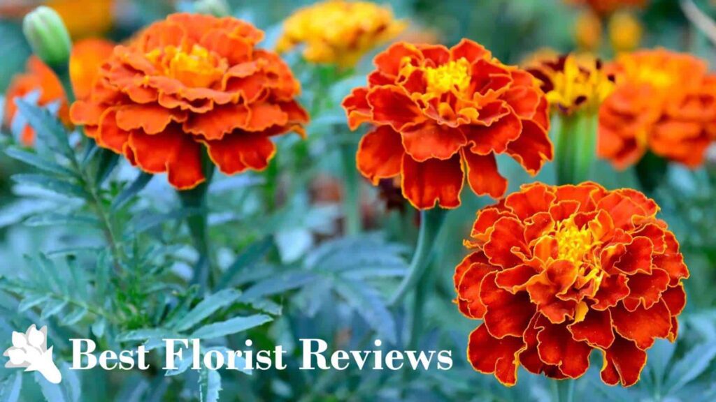 French Marigolds