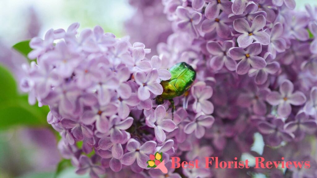 From Youth to Lost Love The Many Meanings of Lilac Flowers