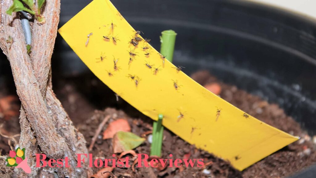 Fungus Gnats