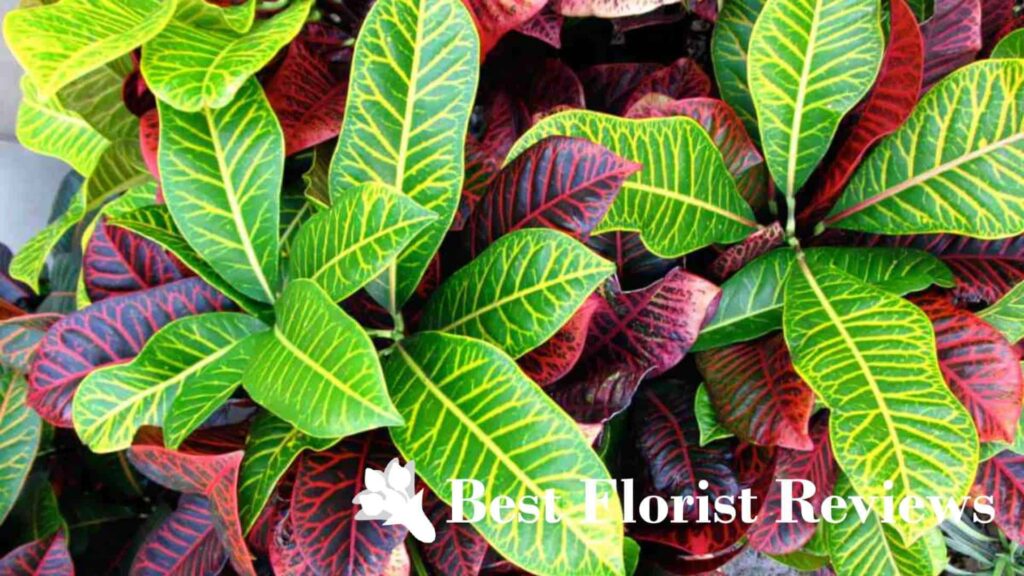Garden Croton