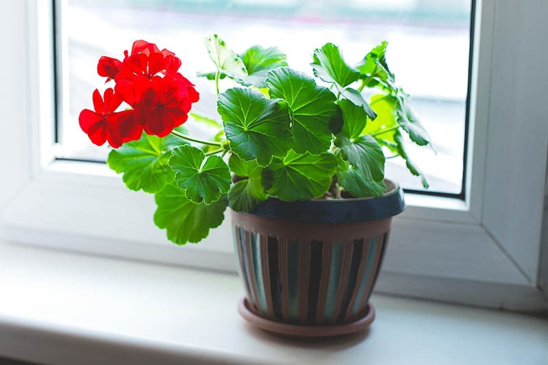 Geranium