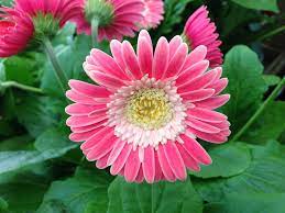 Gerbera Daisies