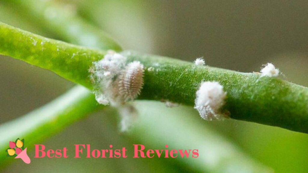 Growth of Pests