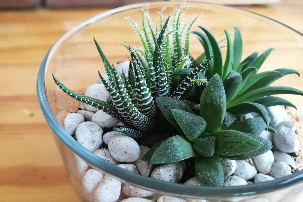 Haworthia