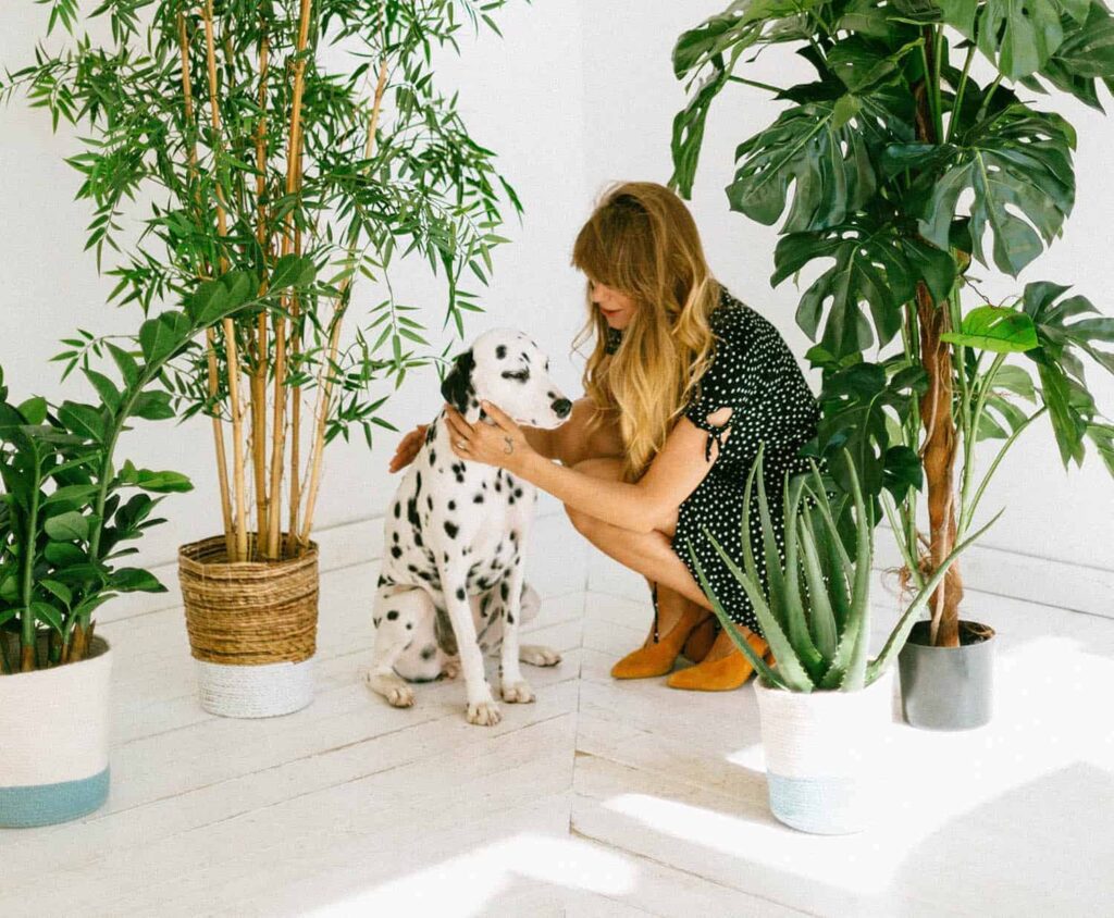 Health and Wellness Benefits of ZZ Plants