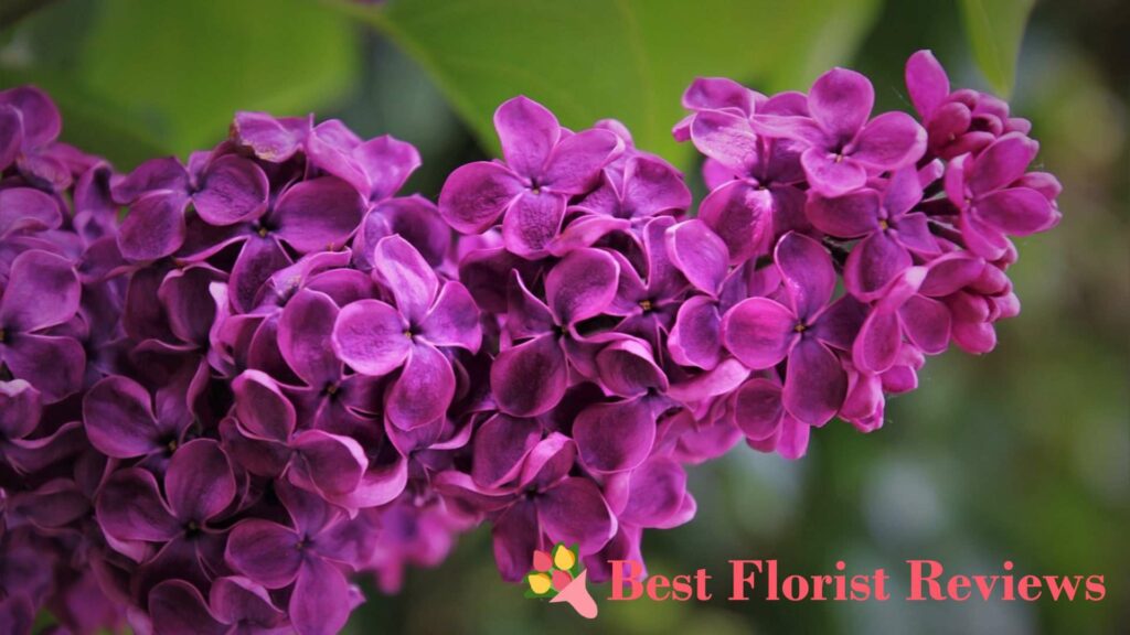 How can lilac flowers be used in gardening