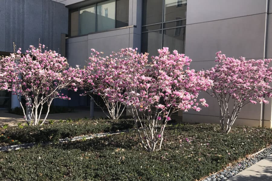 How can magnolia flowers be used in gardening and landscaping
