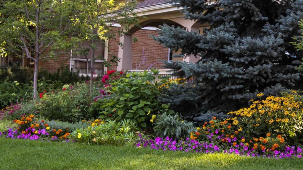 How can primrose flowers be used in gardening and landscaping