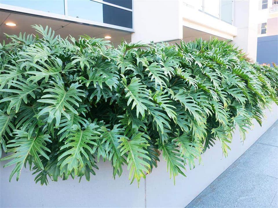 How can split leaf philodendrons be used in gardening and landscaping