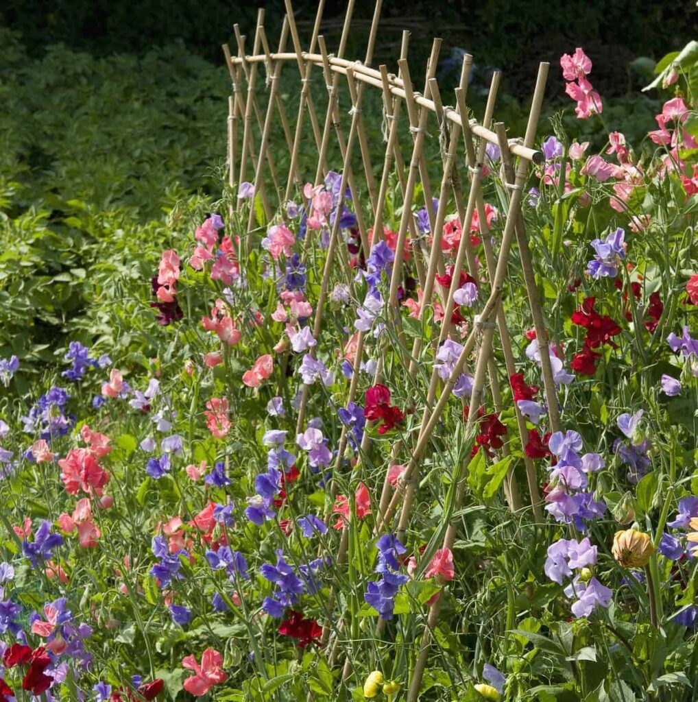 How can sweet peas be used in gardening and landscaping