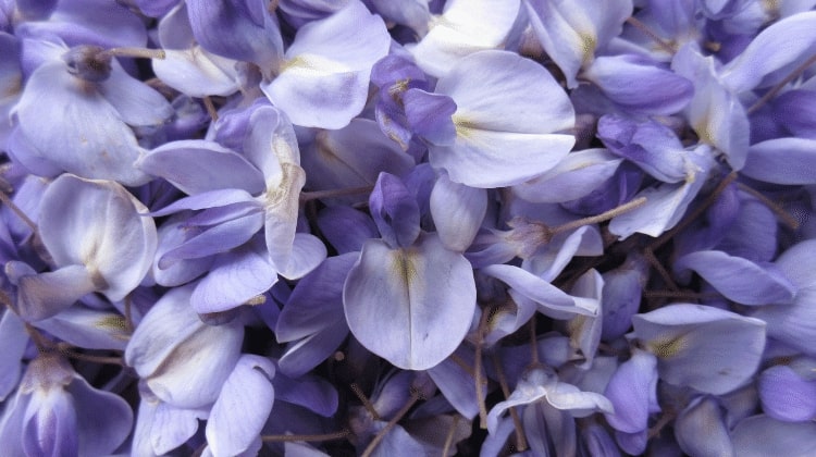 How can wisteria be used for medicinal purposes