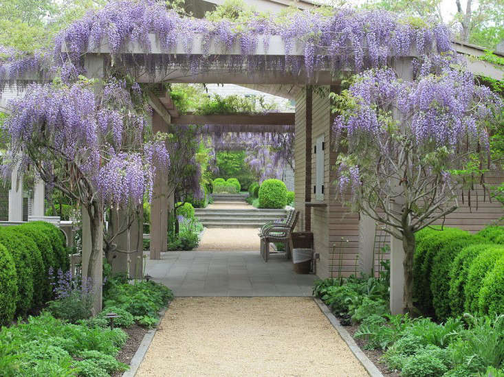 How can wisteria be used in gardening and landscaping
