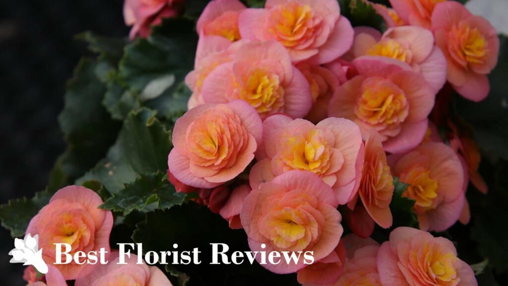 How did the begonia flower get its name
