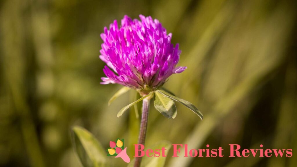 How did the clover flower get its name