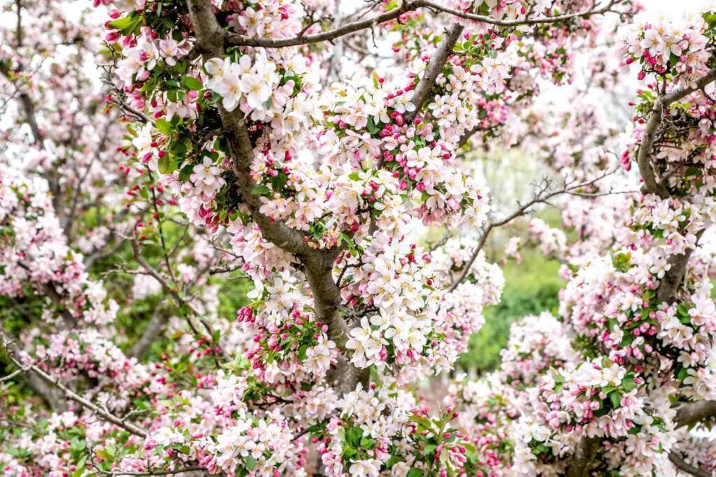 How did the crab apple get its name