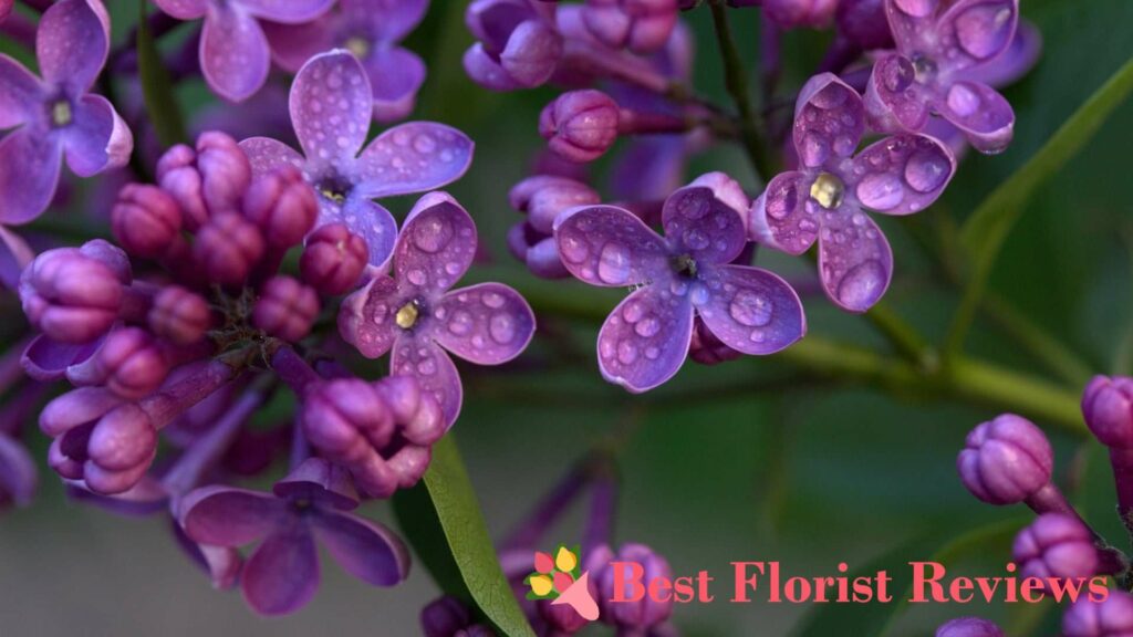 How did the lilac flower or Syringa vulgaris get its name