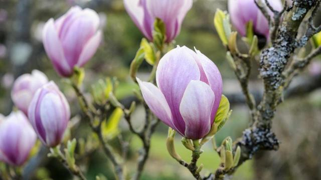 How did the magnolia flower get its name