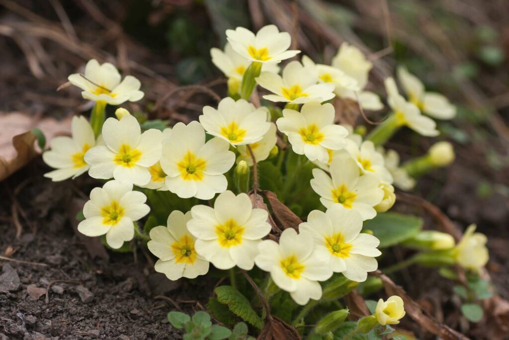 How did the primrose flower get its name