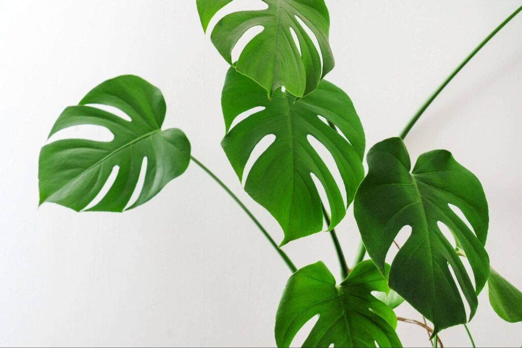 How did the split leaf philodendron get its name