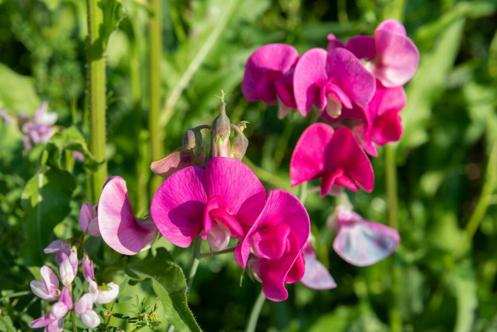 How did the sweet pea get its name