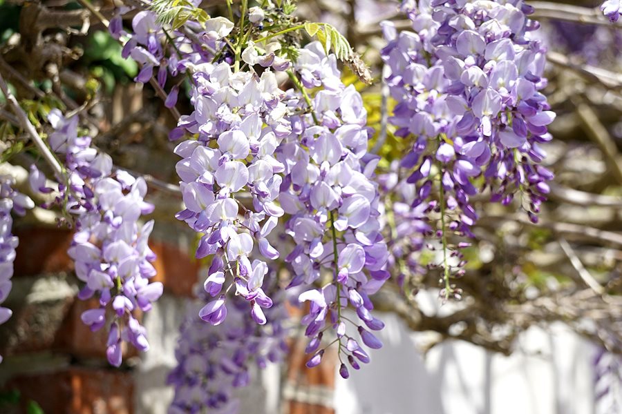 How did the wisteria get its name