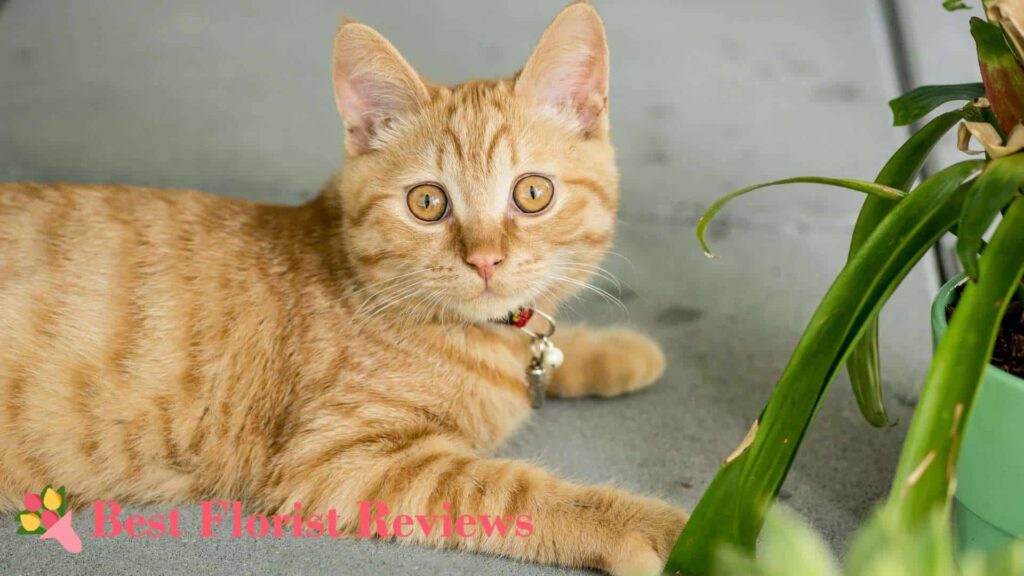 How long does the effect of monstera poisoning last in cats